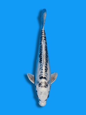 Gin Matsuba Doitsu Mizuho | Koi&Co.